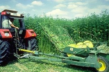 Outdoor Marijuana Grow