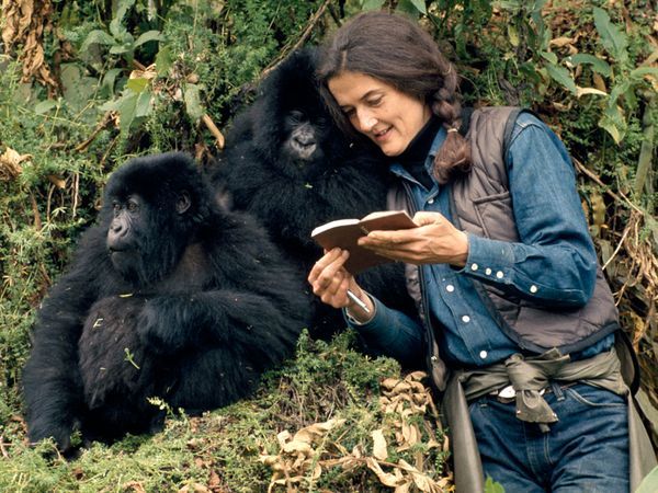 New, Unpublished Facts Around the 1985 Death of American Primatologist Dian Fossey in Rwanda ...