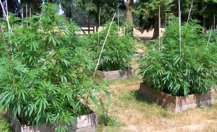 Legal Oregon medical marijuana garden, 2013.