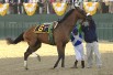 2006 Kentucky Derby winner Barbaro