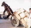 donkey and cart