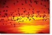 birds and sunset