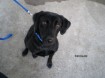 new drug dog photo