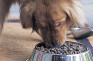 pet food photo
