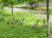Swimming ducks