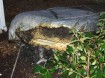 burned bed