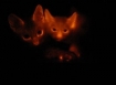 Glowing Korean cat clones