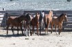 horse adoption photo