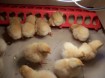 Baby chickens