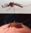 west nile virus