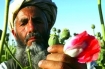 Opium has not always been a mainstay crop in Afghanistan