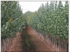 Oregon ag field