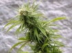 Marijuana bud