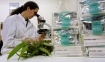 Scientist in Europe researches medicinal values of the marijuana plant.