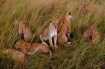 Lions in Africa by Bruce Sallan
