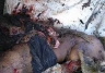 Photos provided by Muthamizh Vendhan for Salem-News.com<br><b>PARENTAL DISCRETION SUGGESTED</B></br>