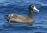 Young Short-tailed Albatross, Peter LaTourette