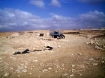 victims of Gaza