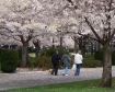 Oregon blooming cherry trees