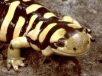 Salamander
