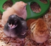 3 chicks
