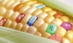 GMO corn