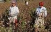 Uzbekistan’s cotton is the subject of an international boycott over alleged child labour.
