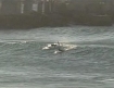 Surfers and swimmers in Gaza 