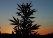 Marijuana Cannabis