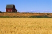 New Mexico farm