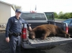 aggressive bear in Oregon