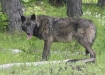 Oregon wolves