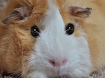 guinea pig