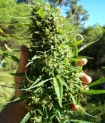 Cannabis bud