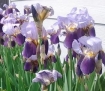 iris garden