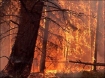 forest fire
