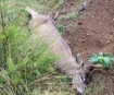 Oregon roadkill