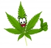 cannabis