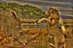 Rhino versus lion