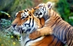 Tigers in Nepal