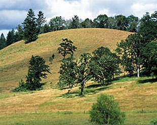 Oregon hardwood forest