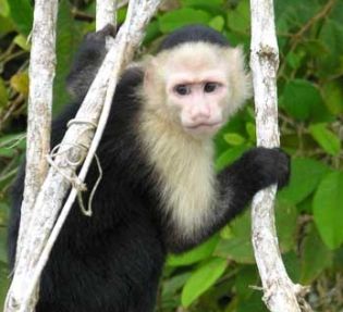 capuchin_monkey.jpg