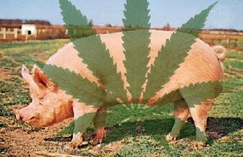 Cannabis treatment for Swine Flu