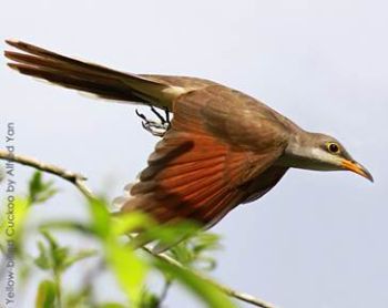 Yellow-billed Cuckoo