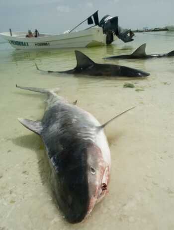 dead tiger sharks