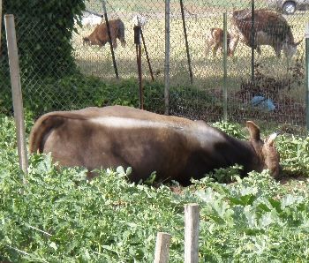 Bull that killed man in Oregon City, 7-5-09