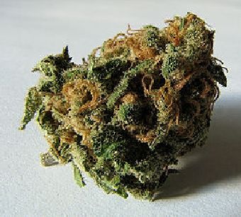 Cannabis bud