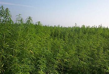 industrial hemp