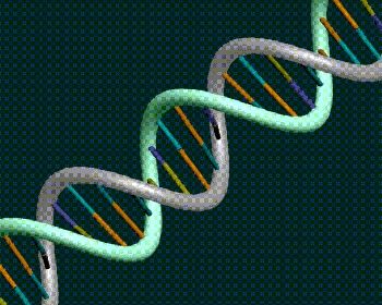 An ideal 24-base pair B-DNA model was provided by Robert Tan