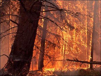 How can you get the status of active wildfires in Oregon?